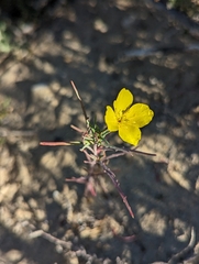 Eulobus