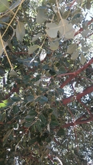 Sclerocarya birrea caffra