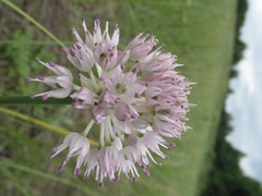 Allium lineare