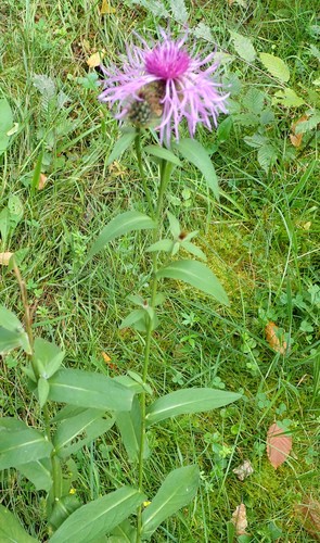 Wig Knapweed
