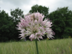 Allium lineare