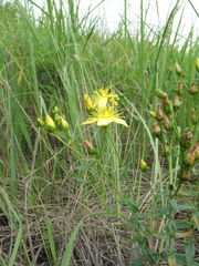 Hypericum elegans