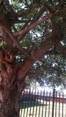 Sclerocarya birrea caffra