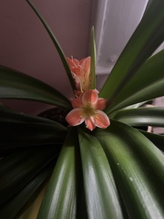 Hippeastrum hybridum