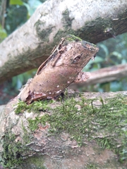 Phellinus pomaceus
