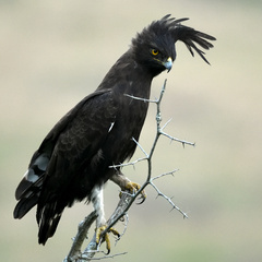 Lophaetus occipitalis