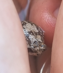 Breviceps