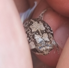 Breviceps