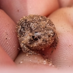 Breviceps