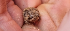 Breviceps