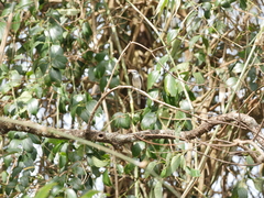 Pericrocotus cantonensis