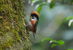 Aegithalos concinnus