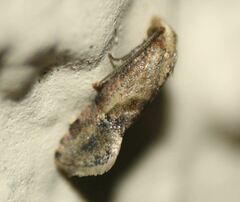 Platphalonidia