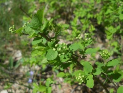 Spiraea trilobata
