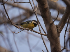 Periparus venustulus