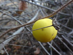 Leptostemonum