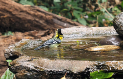 Machlolophus spilonotus