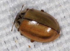 Aphidecta obliterata