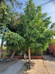 Acer negundo