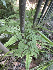 Adiantum