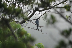 Dicrurus aeneus braunianus