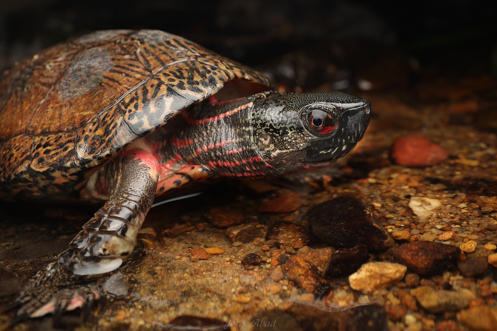 Beal's Eyed Turtle