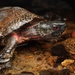 Beal's Four-eyed Turtle - Photo (c) Jorge Abad, some rights reserved (CC BY-NC), uploaded by Jorge Abad