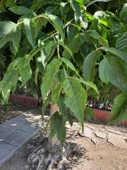Acer negundo
