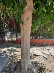Acer negundo
