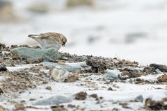 Montifringilla davidiana