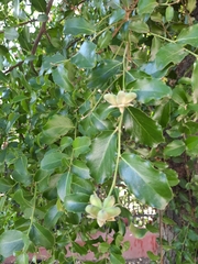 Quillaja saponaria