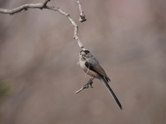 Aegithalos glaucogularis