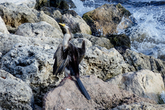 Anhinga novaehollandiae
