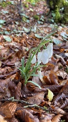 Galanthus reginae-olgae