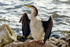 Anhinga novaehollandiae