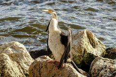 Anhinga novaehollandiae