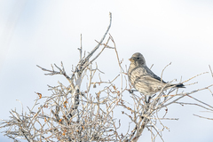 Carpodacus rubicilla