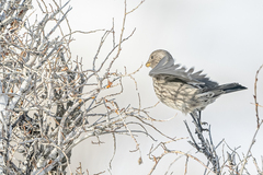 Carpodacus rubicilla