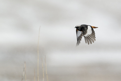 Phoenicurus erythrogastrus