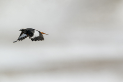 Phoenicurus erythrogastrus