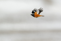 Phoenicurus erythrogastrus