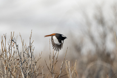 Phoenicurus erythrogastrus