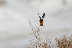 Phoenicurus erythrogastrus