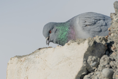 Columba rupestris