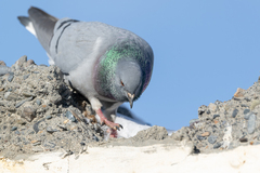 Columba rupestris