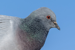 Columba rupestris