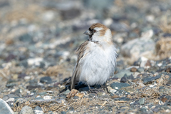 Montifringilla davidiana