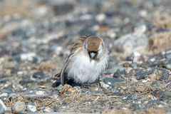 Montifringilla davidiana