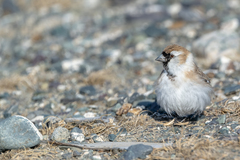 Montifringilla davidiana