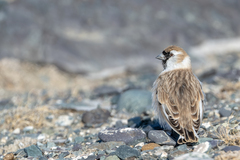 Montifringilla davidiana